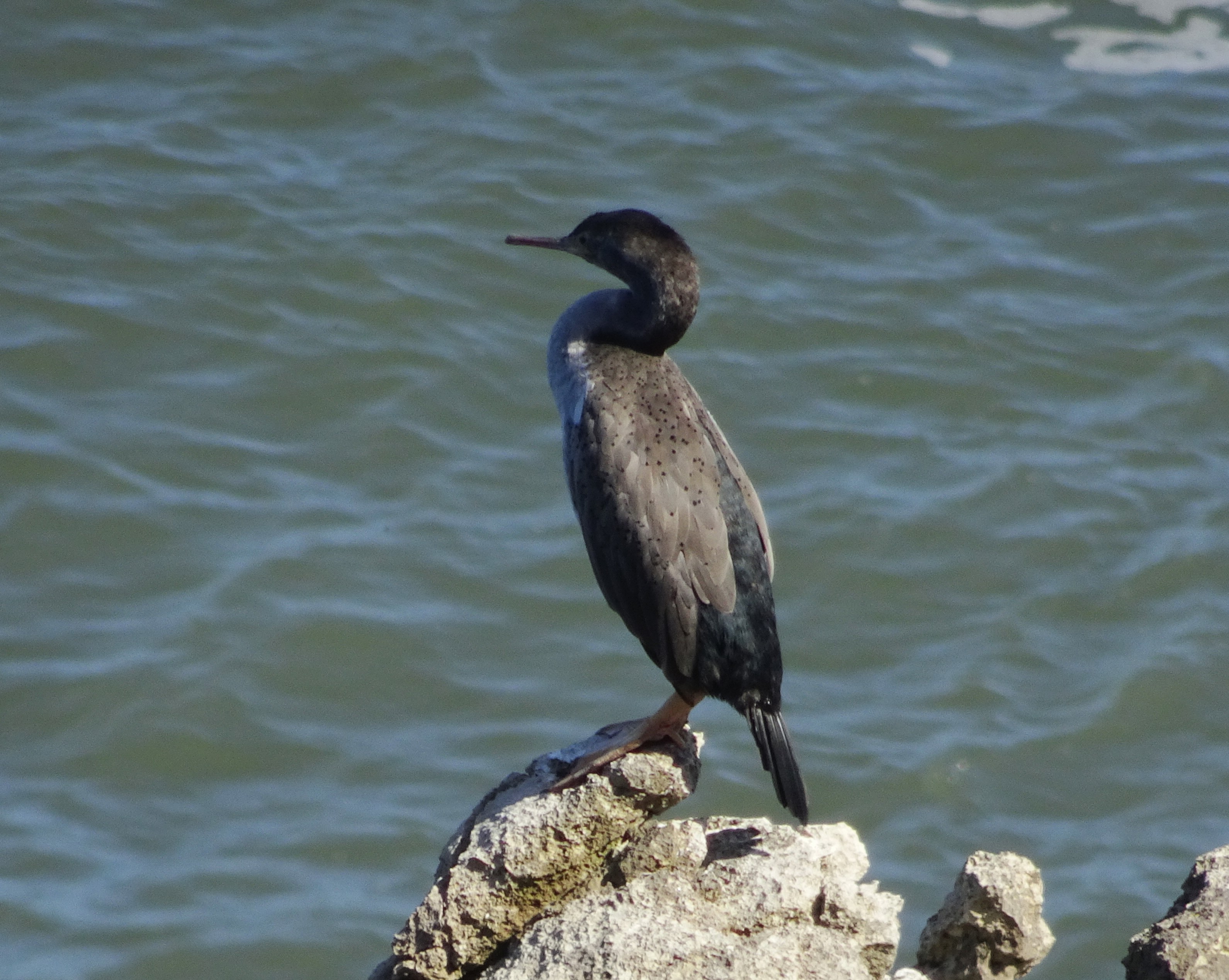 David movie showtimes at an AMC Theatre near you., image size:3181x2537